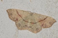 Ephyre ponctuée, papillon, Drôme, juin 2025