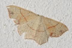 Ephyre ponctuée, papillon, Drôme, juillet 2025