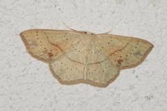 Ephyre ponctuée, papillon, Drôme, juin 2025