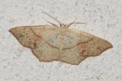 Ephyre ponctuée, papillon, Drôme, juin 2025