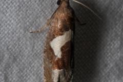 Epiblema foenella, imago, Drôme, août 2023
