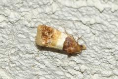Epinotie endimanchée, papillon, Drôme, juillet 2026