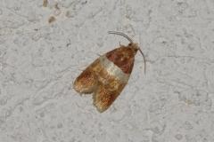 Epinotie endimanchée, papillon, Drôme, juin 2026