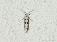 Ethmia bipunctella