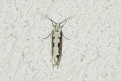 Ethmia bipunctella, papillon, Drôme, mai 2024