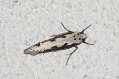 Ethmia bipunctella, papillon, Drôme, juin 2025