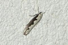 Ethmia bipunctella, papillon, Drôme, juillet 2024