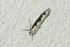 Ethmia bipunctella, papillon, Drôme, juillet 2025