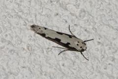 Ethmia bipunctella, papillon, Drôme, juin 2025