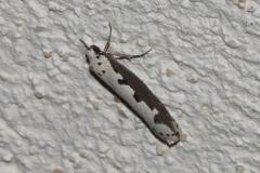 Ethmia bipunctella, papillon, Drôme, août 2025