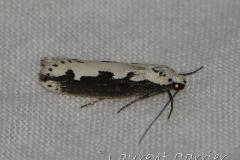 Ethmia bipunctella, papillon, Drôme, août 2023