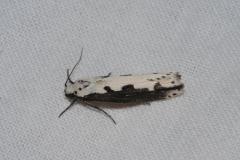 Ethmia bipunctella, papillon, Drôme, août 2023