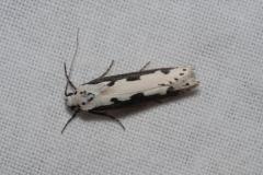 Ethmia bipunctella, papillon, Drôme, août 2023