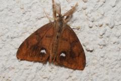Etoilée, papillon, Drôme, juillet 2023