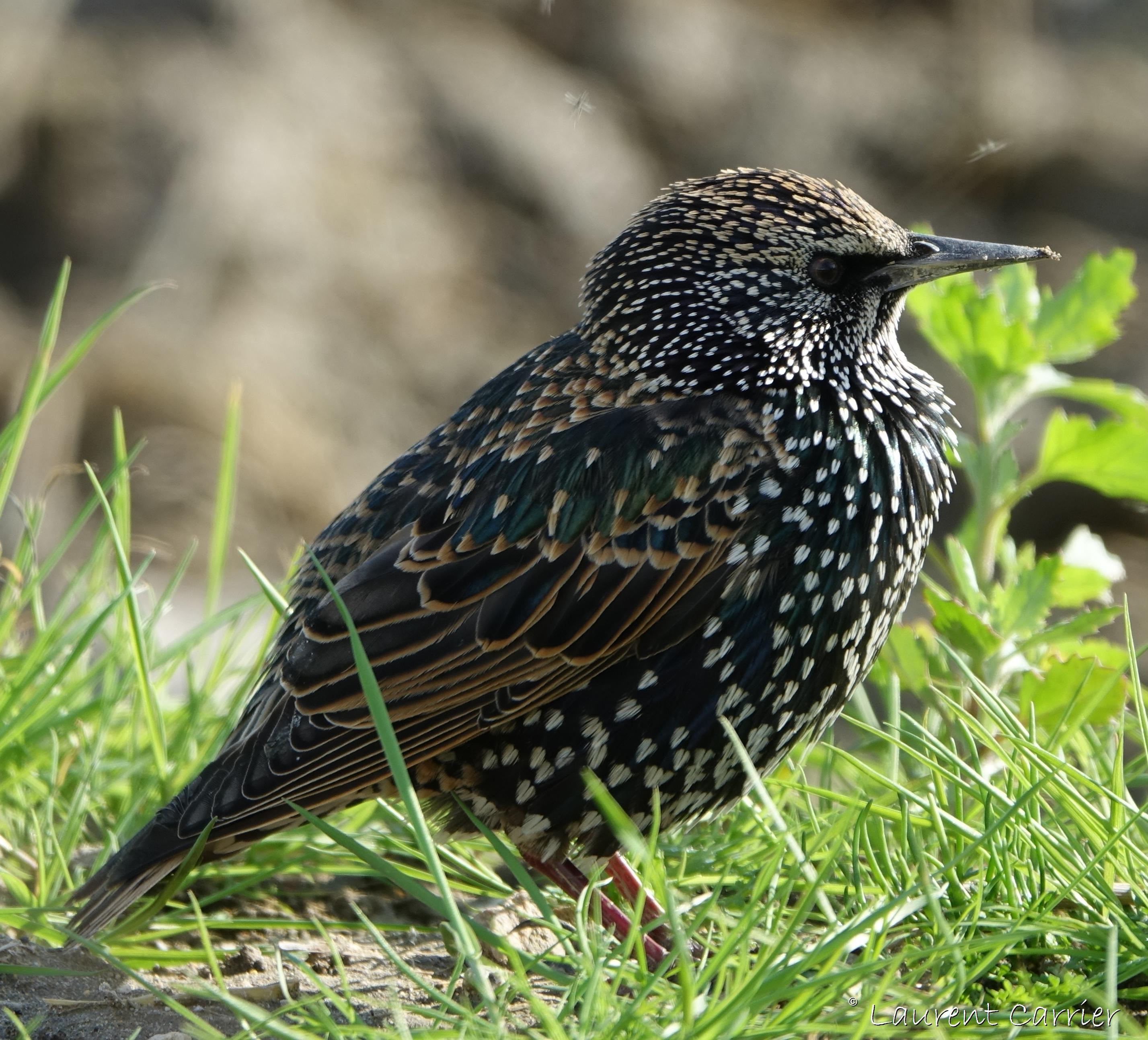 Etourneau Sansonnet Sturnus Vulgaris Laurent Carrier Ornithologie