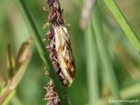 Eucosmie chenue
