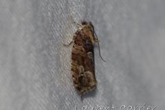 Eudemis du chêne, papillon, Drôme, août 2023