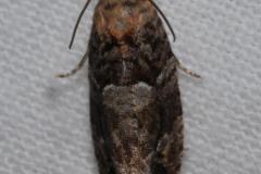 Eudemis du chêne, papillon, Drôme, août 2023