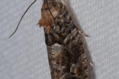 Eudemis du chêne, papillon, Drôme, août 2023