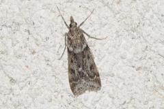 Eudorée anguleuse, papillon, Drôme, Novembre 2025