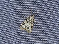 Eudorée des Lichens