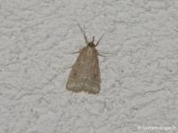 Eudorée livide