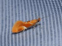 Epicallima formosella