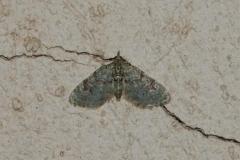 Eupithécie couronnée, papillon, Drôme, juin 2025