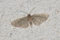 Eupithécie de la Clématite, papillon, Drôme, juin 2025