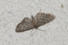 Eupithécie de la Clématite, papillon, Drôme, mai 2026
