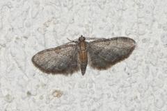 Eupithécie de la Clématite, papillon, Drôme, mai 2026