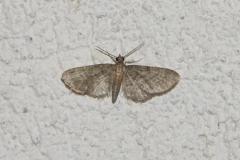 Eupithécie de la Clématite, papillon, Drôme, juin 2025