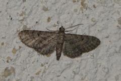 Eupithécie de la Tunique, papillon, Drôme, août 2025