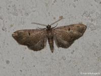 Eupithécie de l'Absinthe