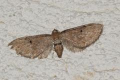 Eupithécie de l'Absinthe, papillon, Drôme, septembre 2025