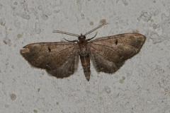 Eupithécie de l'Absinthe, papillon, Drôme, septembre 2025