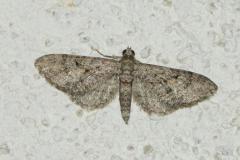 Eupithécie du Kermès, papillon, Drôme , juillet 2026