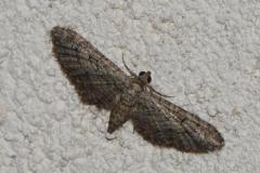 Eupithécie du Kermès, papillon, Drôme , août  2025