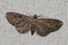 Eupithécie frappée, papillon, Drôme, septembre 2025