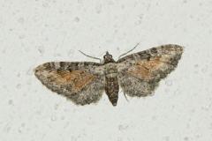 Eupithécie frappée, papillon, Drôme, août 2024