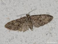 Eupithécie printanière