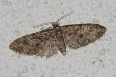 Eupithécie printanière, papillon, Drôme, avril 2026