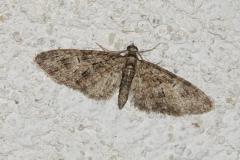 Eupithécie printanière, papillon, Drôme, avril 2026