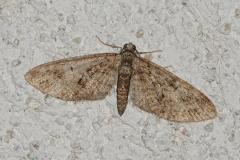 Eupithécie printanière, papillon, Drôme, avril 2026