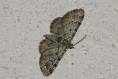 Eupithécie rectangulaire, papillon, Drôme, mai 2025