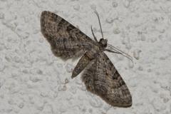 Eupithécie Sagittée, papillon, Drôme, juillet 2025