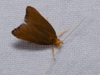 Lecithoceridae