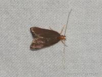 Eurodachtha pallicornella