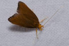 Eurodachtha pallicornella, papillon, Drôme, juin 2023