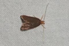 Eurodachtha pallicornella, papillon, Drôme, juin 2023